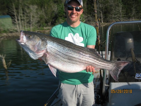Nice Striped Bass